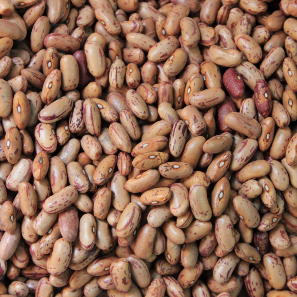 Pinto Bean Seeds - Heirloom Bush Variety - 15 Seeds - High Yield Garden Crop - Image 4