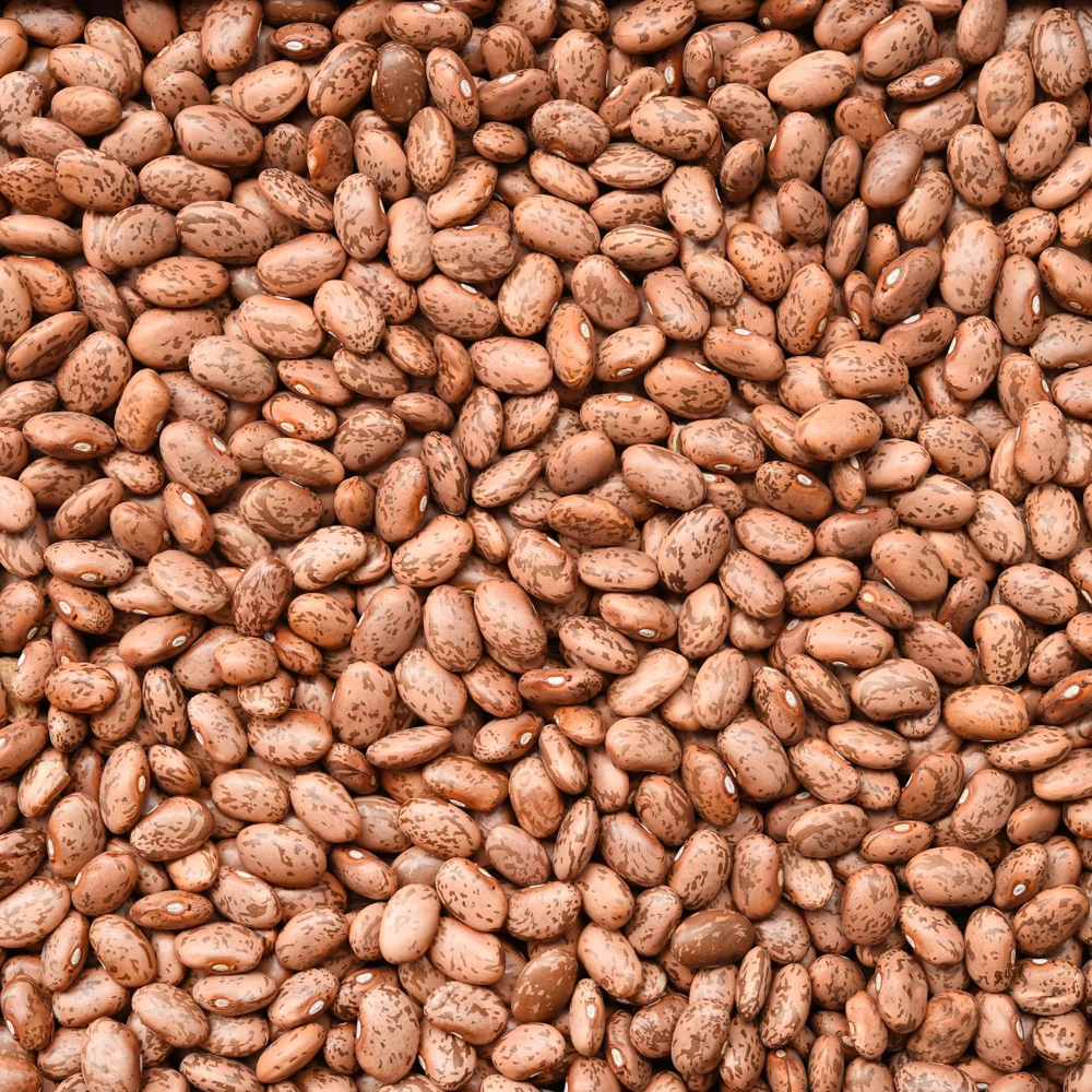 Pinto Bean Seeds - Heirloom Bush Variety - 15 Seeds - High Yield Garden Crop - Image 5