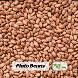 Pinto Bean Seeds - Heirloom Bush Variety - 15 Seeds - High Yield Garden Crop - Image 1