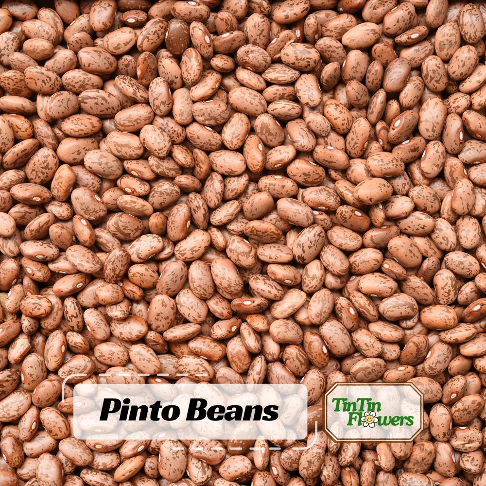Pinto Bean Seeds - Heirloom Bush Variety - 15 Seeds - High Yield Garden Crop - Image 1