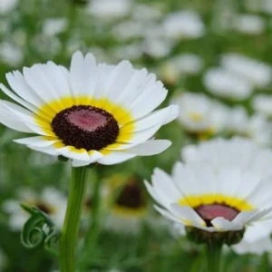 Polar Star Chrysanthemum Seeds - 50 Pack, Pure White, Long-Blooming Flowers - Image 10