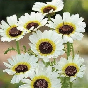 Polar Star Chrysanthemum Seeds - 50 Pack, Pure White, Long-Blooming Flowers - Image 11