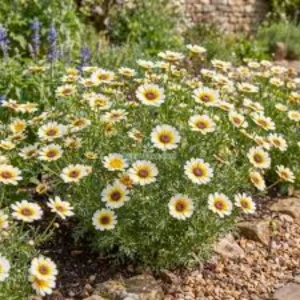 Polar Star Chrysanthemum Seeds - 50 Pack, Pure White, Long-Blooming Flowers - Image 12