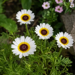 Polar Star Chrysanthemum Seeds - 50 Pack, Pure White, Long-Blooming Flowers - Image 3