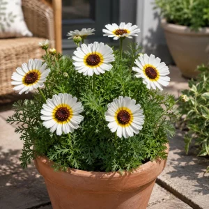 Polar Star Chrysanthemum Seeds - 50 Pack, Pure White, Long-Blooming Flowers - Image 5
