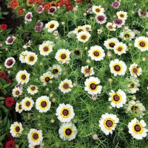 Polar Star Chrysanthemum Seeds - 50 Pack, Pure White, Long-Blooming Flowers - Image 6