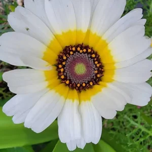Polar Star Chrysanthemum Seeds - 50 Pack, Pure White, Long-Blooming Flowers - Image 7