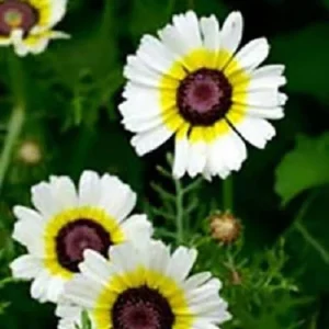 Polar Star Chrysanthemum Seeds - 50 Pack, Pure White, Long-Blooming Flowers - Image 8