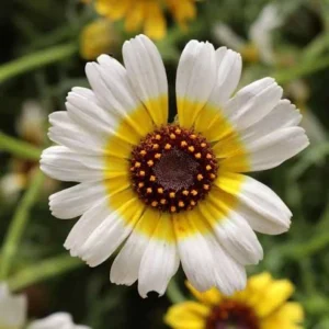 Polar Star Chrysanthemum Seeds - 50 Pack, Pure White, Long-Blooming Flowers - Image 9