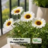 Polar Star Chrysanthemum Seeds - 50 Pack, Pure White, Long-Blooming Flowers - Image 1