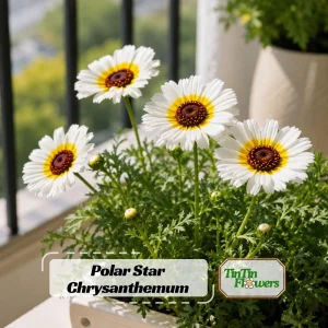 Polar Star Chrysanthemum Seeds - 50 Pack, Pure White, Long-Blooming Flowers - Image 1