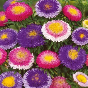Pompon Aster Seeds - Callistephus Chinensis Flower Seeds for Gardens & Pollinators, 20 Seeds - Image 10