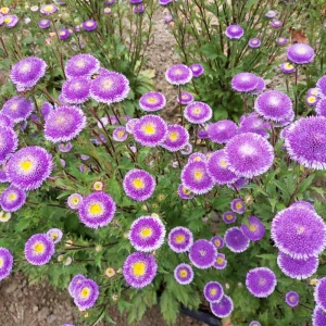 Pompon Aster Seeds - Callistephus Chinensis Flower Seeds for Gardens & Pollinators, 20 Seeds - Image 11