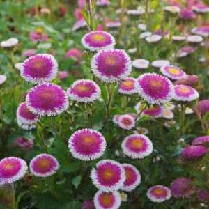 Pompon Aster Seeds - Callistephus Chinensis Flower Seeds for Gardens & Pollinators, 20 Seeds - Image 12