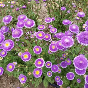 Pompon Aster Seeds - Callistephus Chinensis Flower Seeds for Gardens & Pollinators, 20 Seeds - Image 2