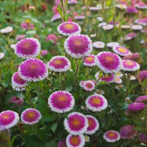 Pompon Aster Seeds - Callistephus Chinensis Flower Seeds for Gardens & Pollinators, 20 Seeds - Image 3