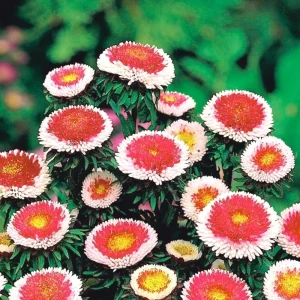 Pompon Aster Seeds - Callistephus Chinensis Flower Seeds for Gardens & Pollinators, 20 Seeds - Image 4