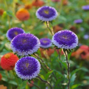 Pompon Aster Seeds - Callistephus Chinensis Flower Seeds for Gardens & Pollinators, 20 Seeds - Image 5