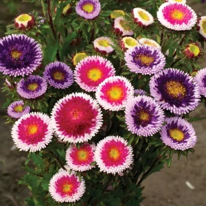 Pompon Aster Seeds - Callistephus Chinensis Flower Seeds for Gardens & Pollinators, 20 Seeds - Image 6