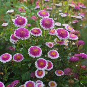 Pompon Aster Seeds - Callistephus Chinensis Flower Seeds for Gardens & Pollinators, 20 Seeds - Image 7