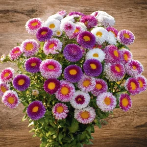 Pompon Aster Seeds - Callistephus Chinensis Flower Seeds for Gardens & Pollinators, 20 Seeds - Image 8