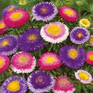 Pompon Aster Seeds - Callistephus Chinensis Flower Seeds for Gardens & Pollinators, 20 Seeds - Image 9