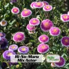 Pompon Aster Seeds - Callistephus Chinensis Flower Seeds for Gardens & Pollinators, 20 Seeds - Image 1