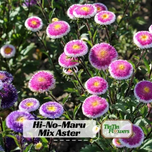 Pompon Aster Seeds - Callistephus Chinensis Flower Seeds for Gardens & Pollinators, 20 Seeds - Image 1