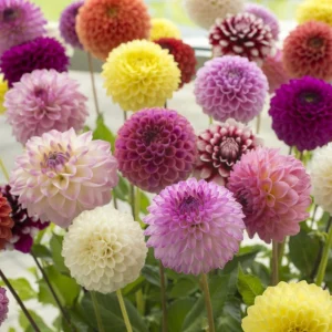 Pompon Dahlia Mix Seeds - 40+ Count - Pollinator Friendly, Heirloom Flower Seeds - Image 10