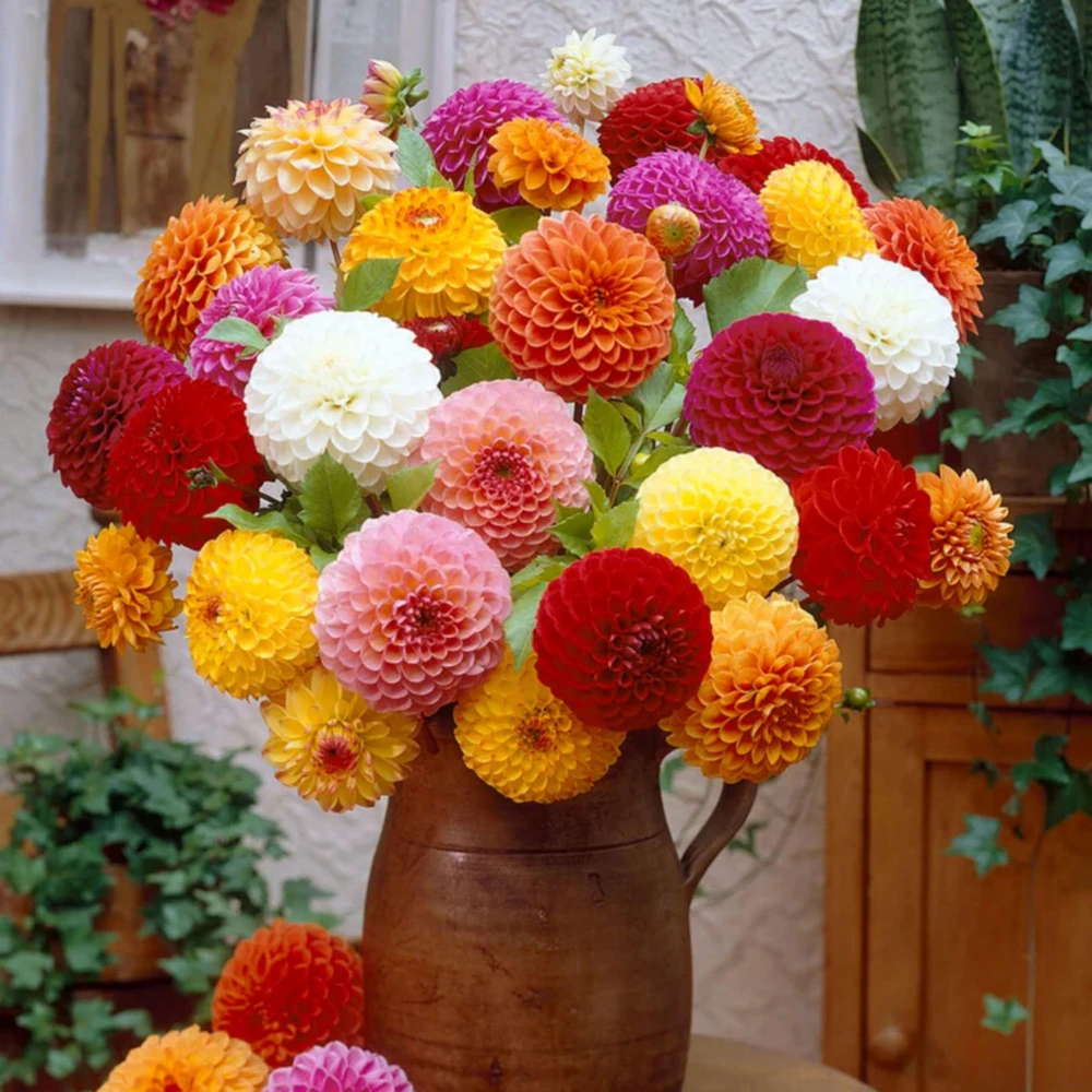 Pompon Dahlia Mix Seeds - 40+ Count - Pollinator Friendly, Heirloom Flower Seeds - Image 11