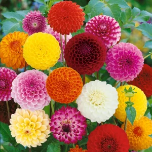 Pompon Dahlia Mix Seeds - 40+ Count - Pollinator Friendly, Heirloom Flower Seeds - Image 12