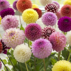 Pompon Dahlia Mix Seeds - 40+ Count - Pollinator Friendly, Heirloom Flower Seeds - Image 13
