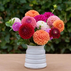 Pompon Dahlia Mix Seeds - 40+ Count - Pollinator Friendly, Heirloom Flower Seeds - Image 14