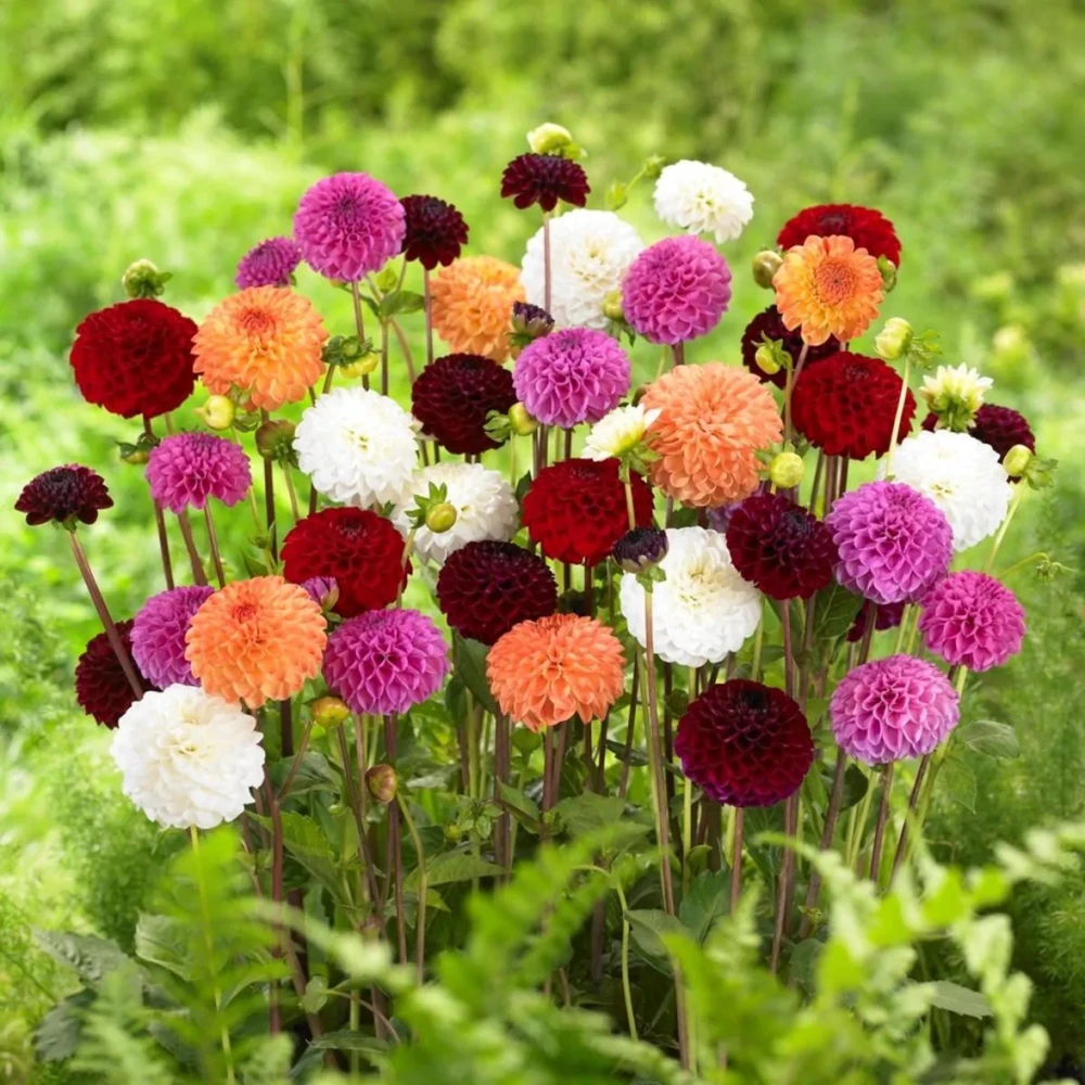 Pompon Dahlia Mix Seeds - 40+ Count - Pollinator Friendly, Heirloom Flower Seeds - Image 15