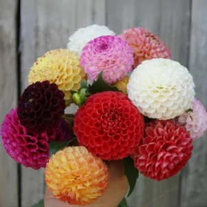 Pompon Dahlia Mix Seeds - 40+ Count - Pollinator Friendly, Heirloom Flower Seeds - Image 16
