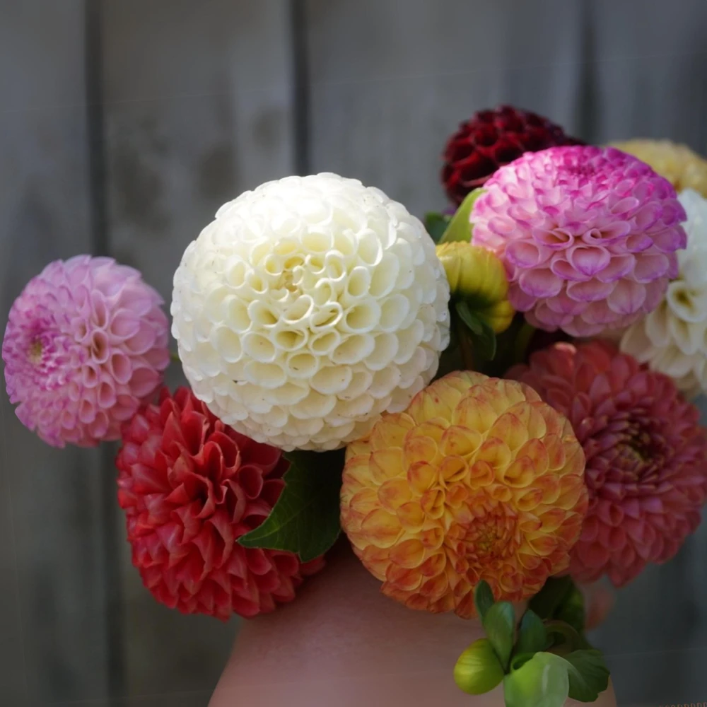 Pompon Dahlia Mix Seeds - 40+ Count - Pollinator Friendly, Heirloom Flower Seeds - Image 17
