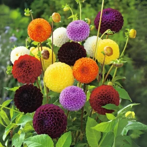 Pompon Dahlia Mix Seeds - 40+ Count - Pollinator Friendly, Heirloom Flower Seeds - Image 18