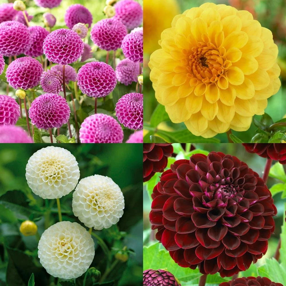 Pompon Dahlia Mix Seeds - 40+ Count - Pollinator Friendly, Heirloom Flower Seeds - Image 3