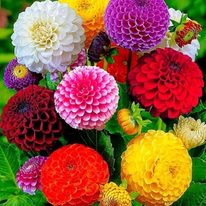 Pompon Dahlia Mix Seeds - 40+ Count - Pollinator Friendly, Heirloom Flower Seeds - Image 4