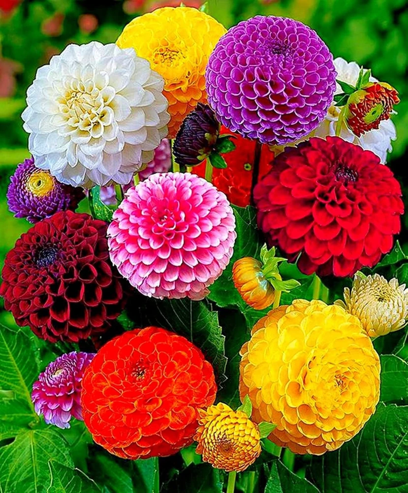 Pompon Dahlia Mix Seeds - 40+ Count - Pollinator Friendly, Heirloom Flower Seeds - Image 4
