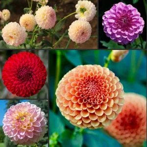 Pompon Dahlia Mix Seeds - 40+ Count - Pollinator Friendly, Heirloom Flower Seeds - Image 5