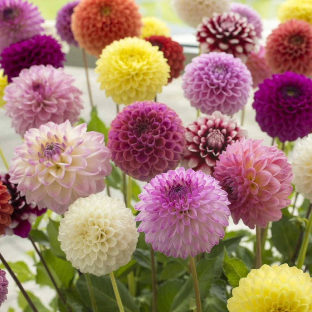 Pompon Dahlia Mix Seeds - 40+ Count - Pollinator Friendly, Heirloom Flower Seeds - Image 6
