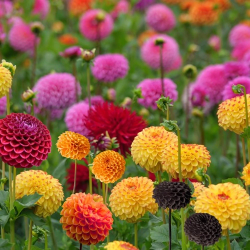 Pompon Dahlia Mix Seeds - 40+ Count - Pollinator Friendly, Heirloom Flower Seeds - Image 8