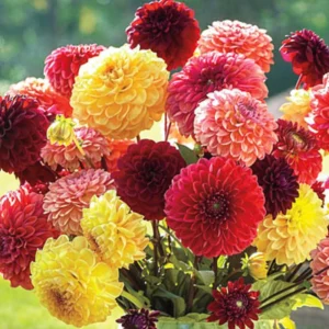 Pompon Dahlia Mix Seeds - 40+ Count - Pollinator Friendly, Heirloom Flower Seeds - Image 9