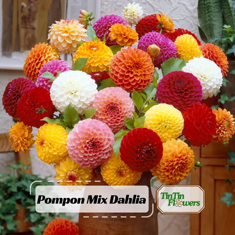 Pompon Dahlia Mix Seeds - 40+ Count - Pollinator Friendly, Heirloom Flower Seeds - Image 1