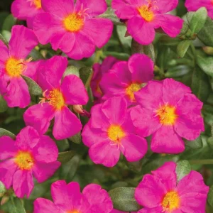 Portulaca Grandiflora Moss Rose Flower Seeds - 30 Seed Pack - Drought Tolerant - Image 10