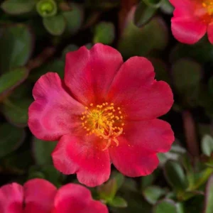 Portulaca Grandiflora Moss Rose Flower Seeds - 30 Seed Pack - Drought Tolerant - Image 12