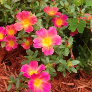 Portulaca Grandiflora Moss Rose Flower Seeds - 30 Seed Pack - Drought Tolerant - Image 13