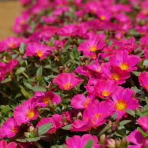 Portulaca Grandiflora Moss Rose Flower Seeds - 30 Seed Pack - Drought Tolerant - Image 2