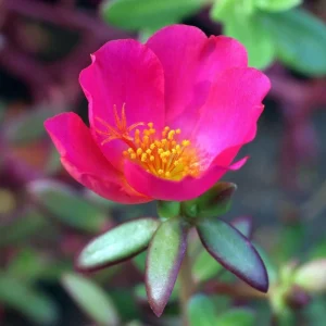 Portulaca Grandiflora Moss Rose Flower Seeds - 30 Seed Pack - Drought Tolerant - Image 3